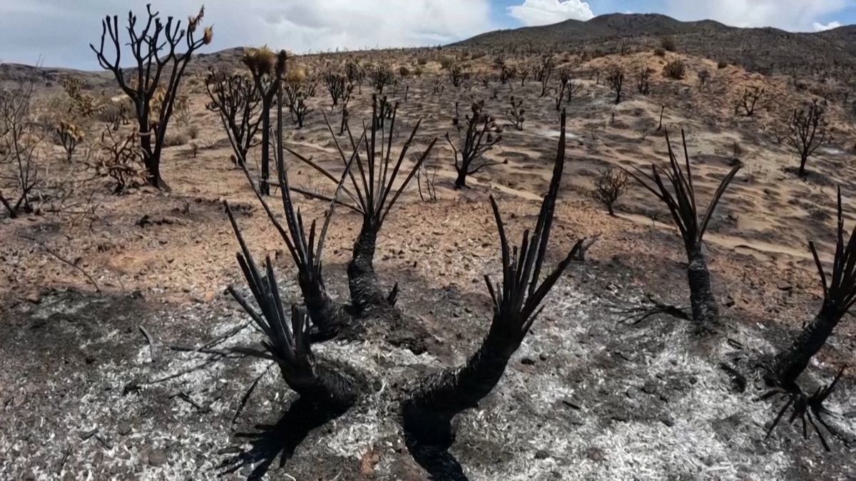 Lesní požár sežehl ikonické stromy v americkém národním parku